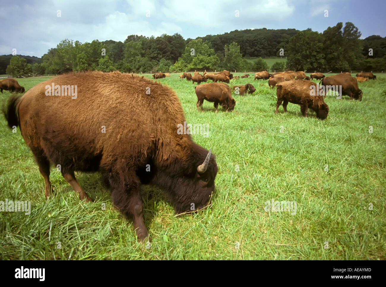Buffalo farm range in the Land Between the Lake in northwestern Stock Photo  - Alamy