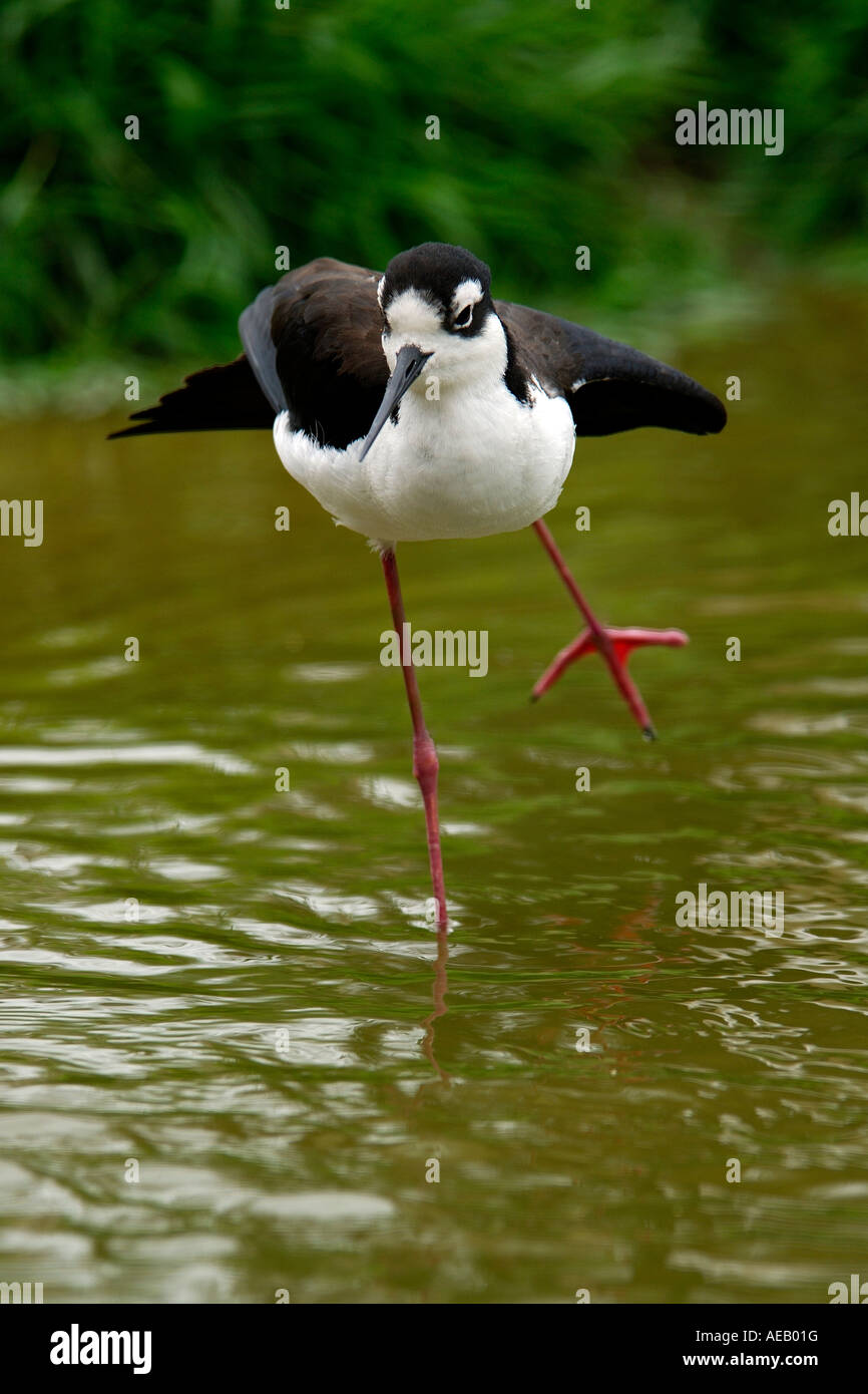 Black Necked Stilt Himantopus mexicana in a very comical pose stretching one leg and wings as if dancing or speed skating Stock Photo