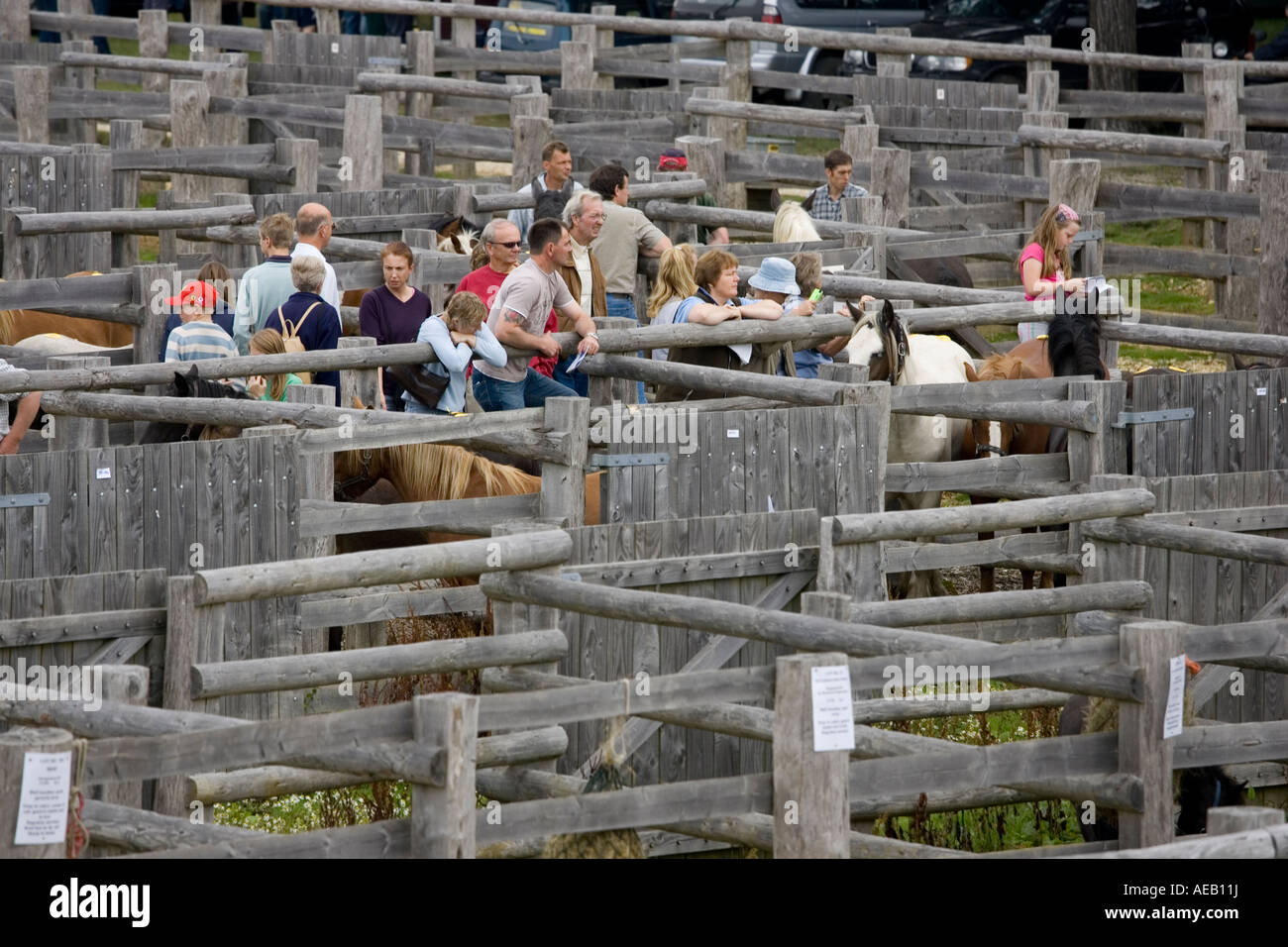 Pens New Forest Pony Sales Hampshire England UK Stock Photo Alamy