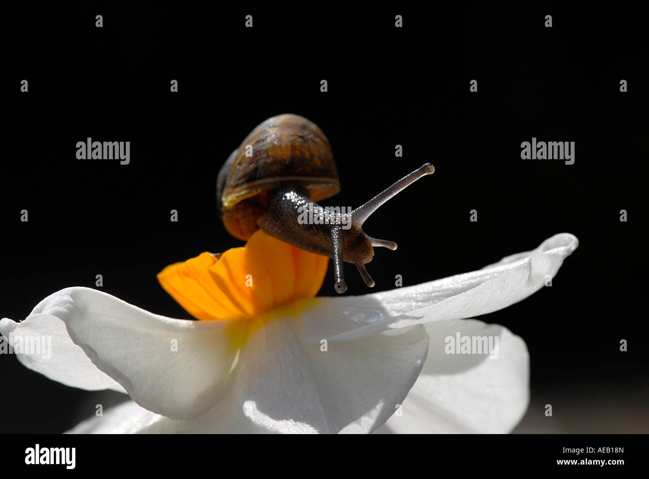 A liitle common brown snail on a small-cupped narcissus Stock Photo
