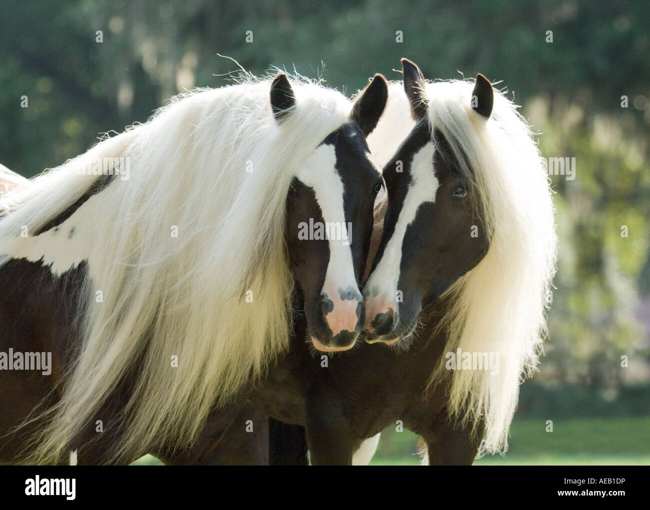 Gypsy Vanner Horse fillies Stock Photo