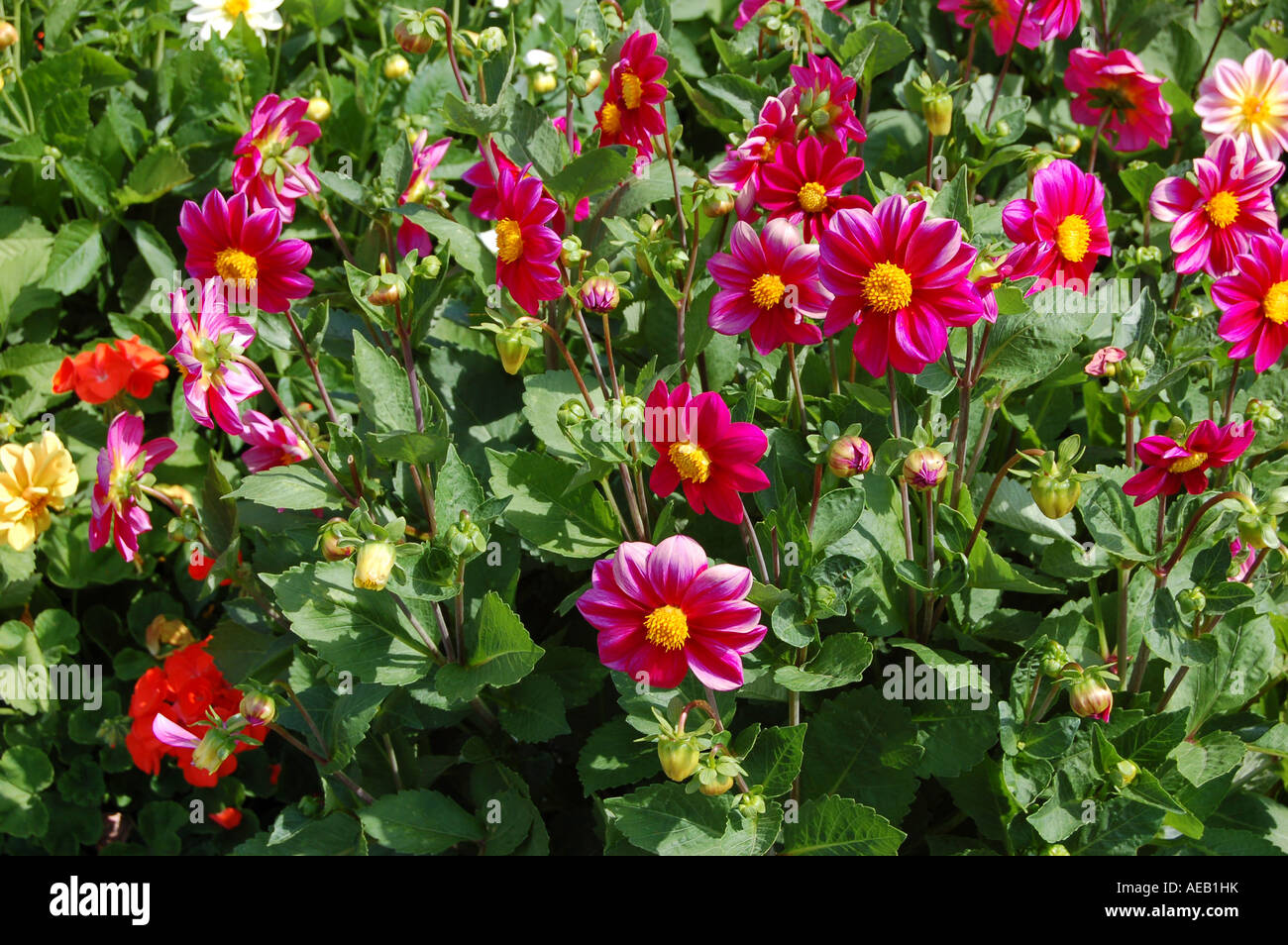Dark Pink Dahlia Stock Photo - Alamy