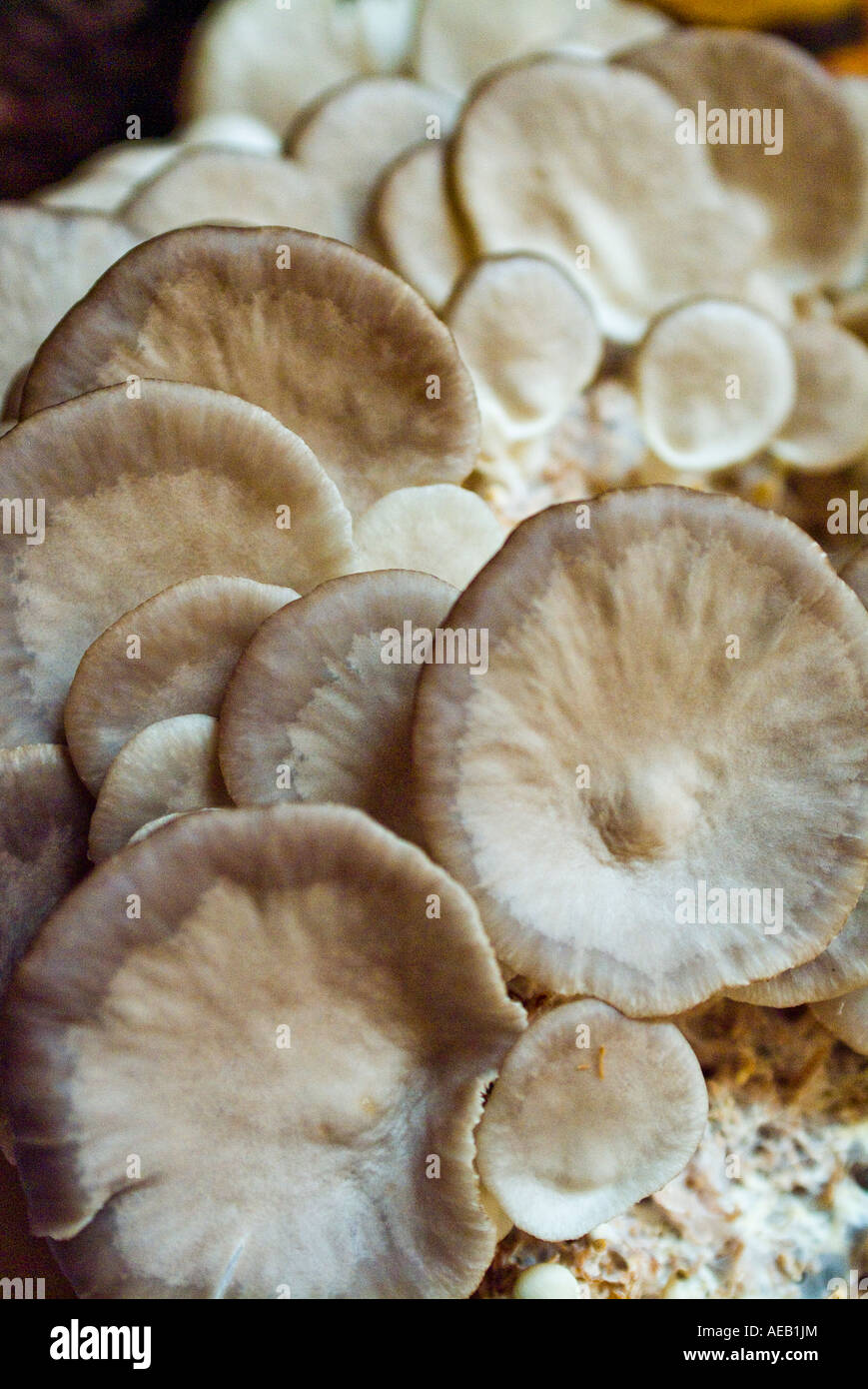 exotic edible mushrooms Stock Photo - Alamy