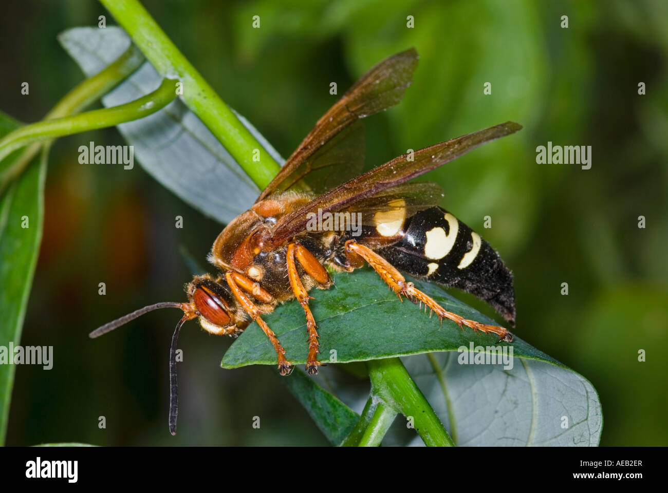 Eastern Cicada Killer, Sphecius speciosus Stock Photo - Alamy