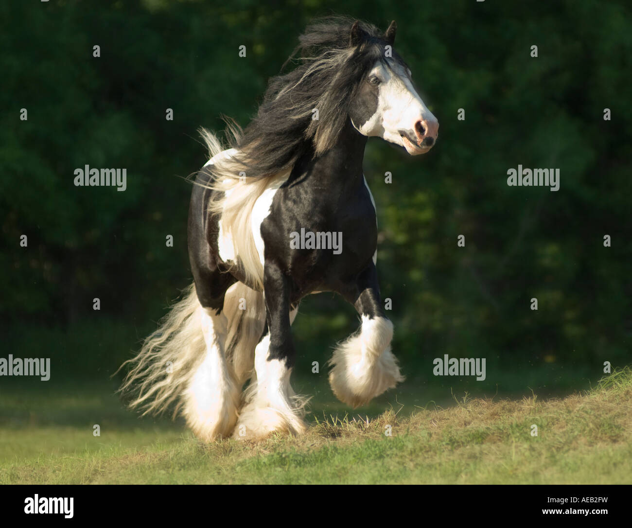Gypsy Vanner Horse stallion runs toward us with tail, mane anf feathers flying Stock Photo