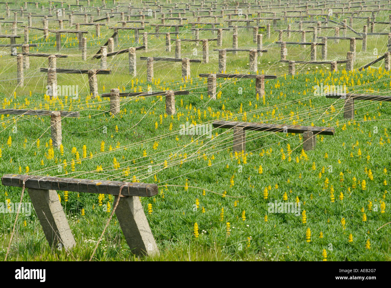 drying cod beds in portugal Stock Photo