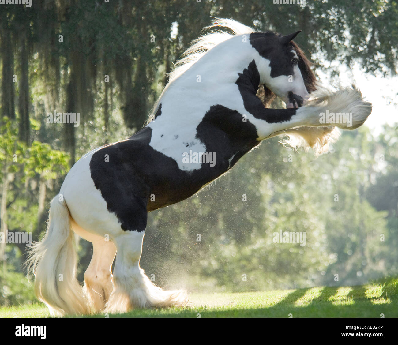 Rearing Gypsy Vanner Horse stallion Stock Photo