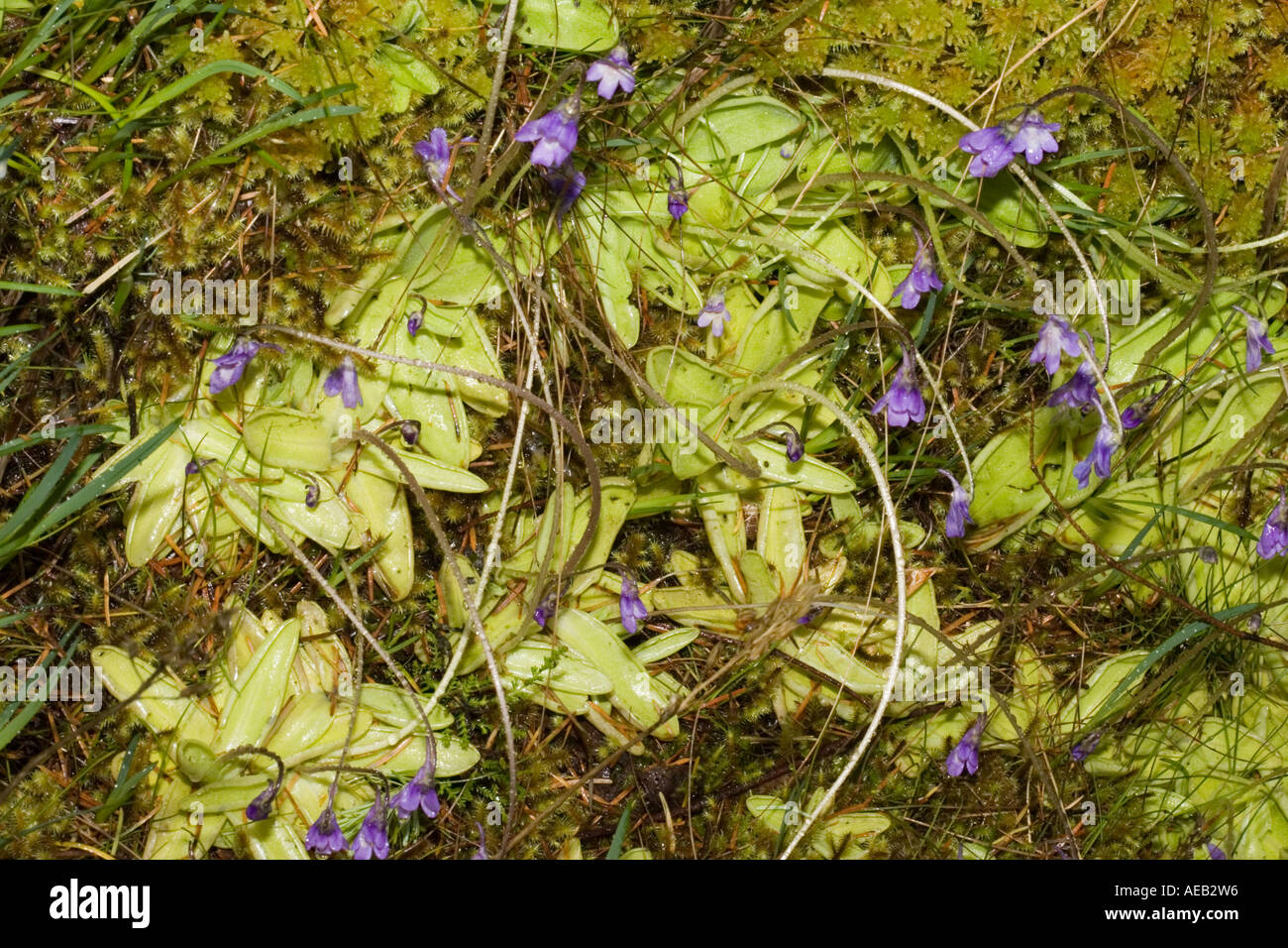 Butterwort Pinguicula vulgaris inconspicous insectivorous plants in flower Ben Eighe National Nature Reserve Scotland UK Stock Photo