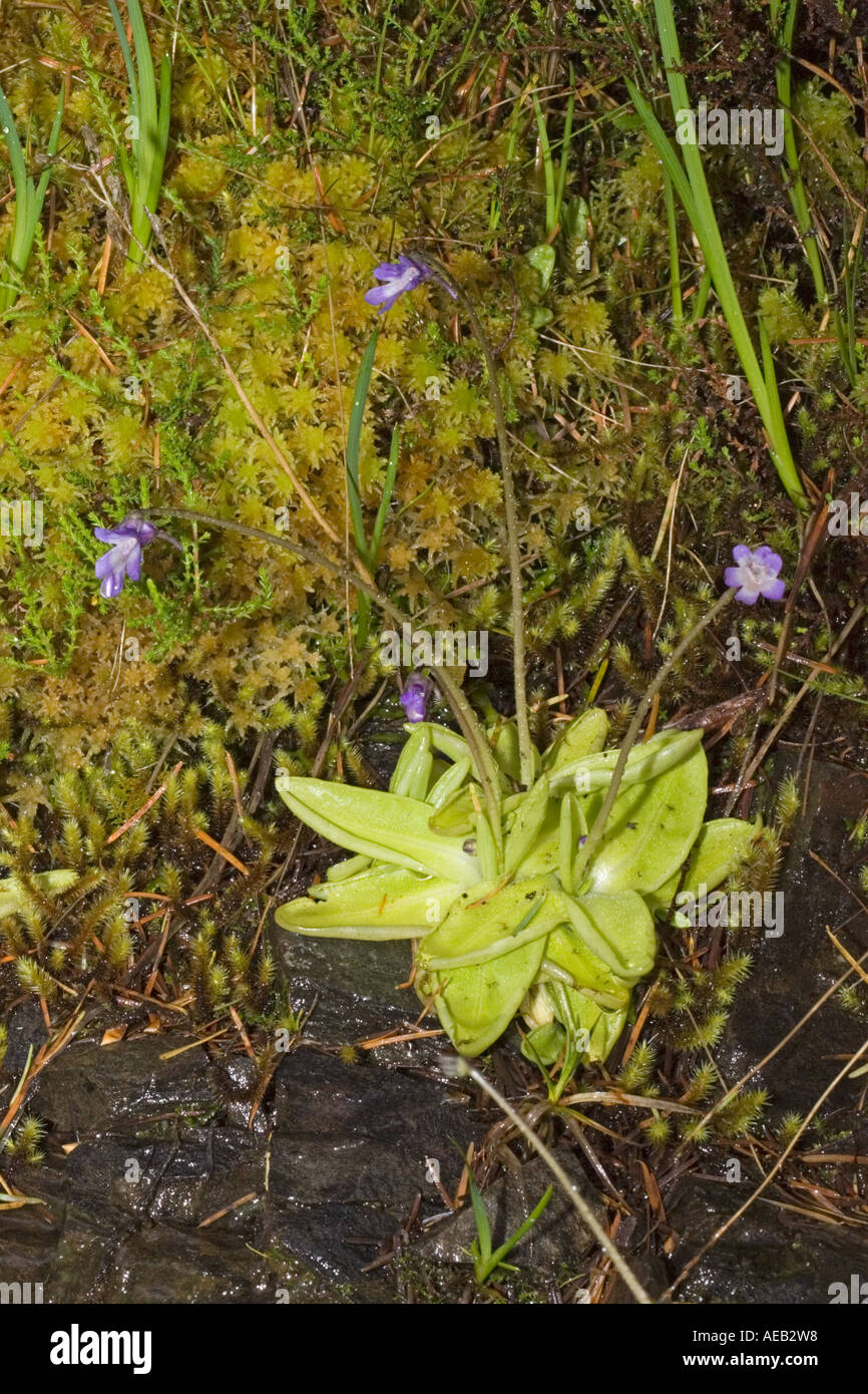 Butterwort Pinguicula vulgaris an inconspicous insectivorous plant in flower Ben Eighe National