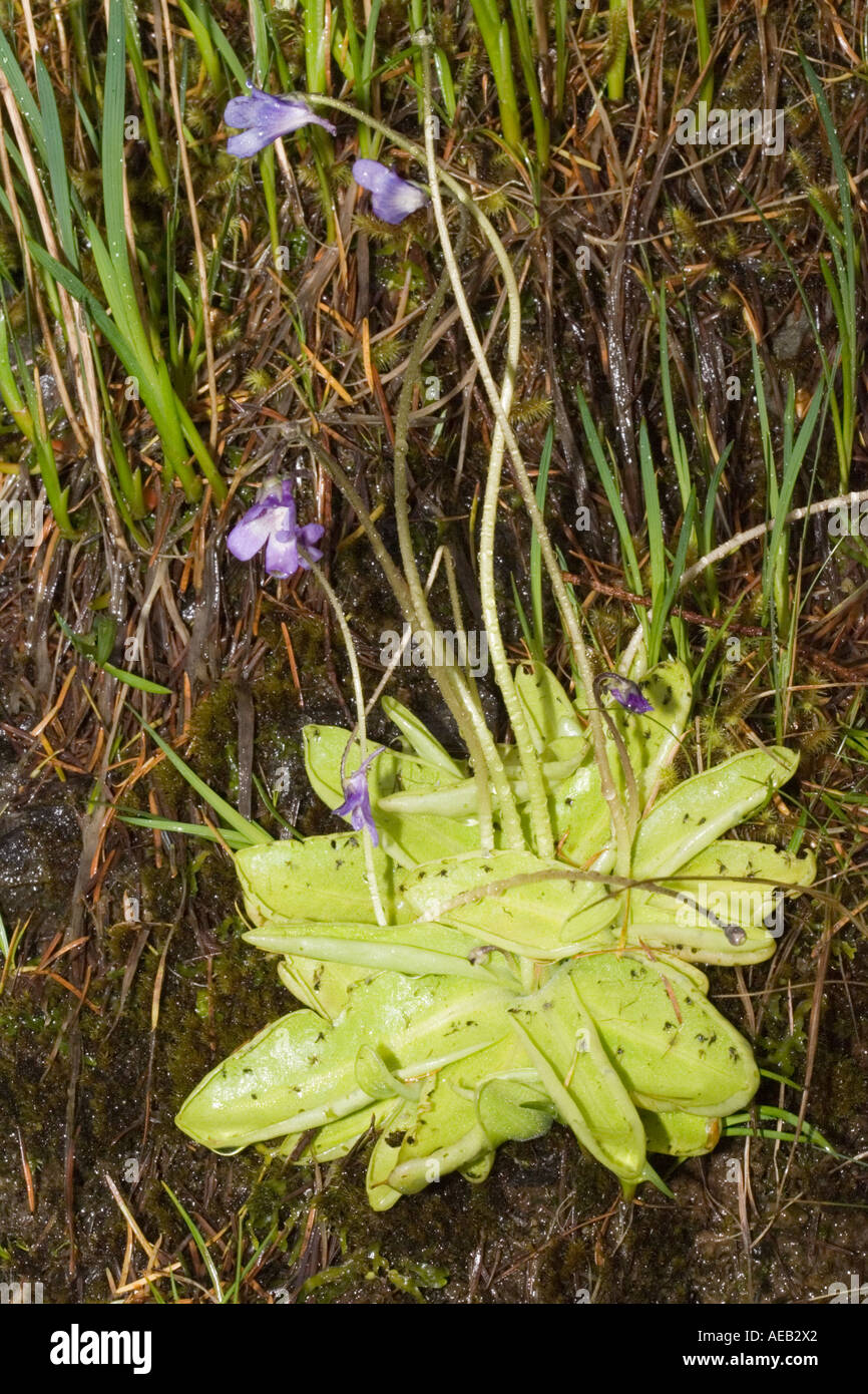 Butterwort Pinguicula vulgaris an inconspicous insectivorous plant in flower Ben Eighe National