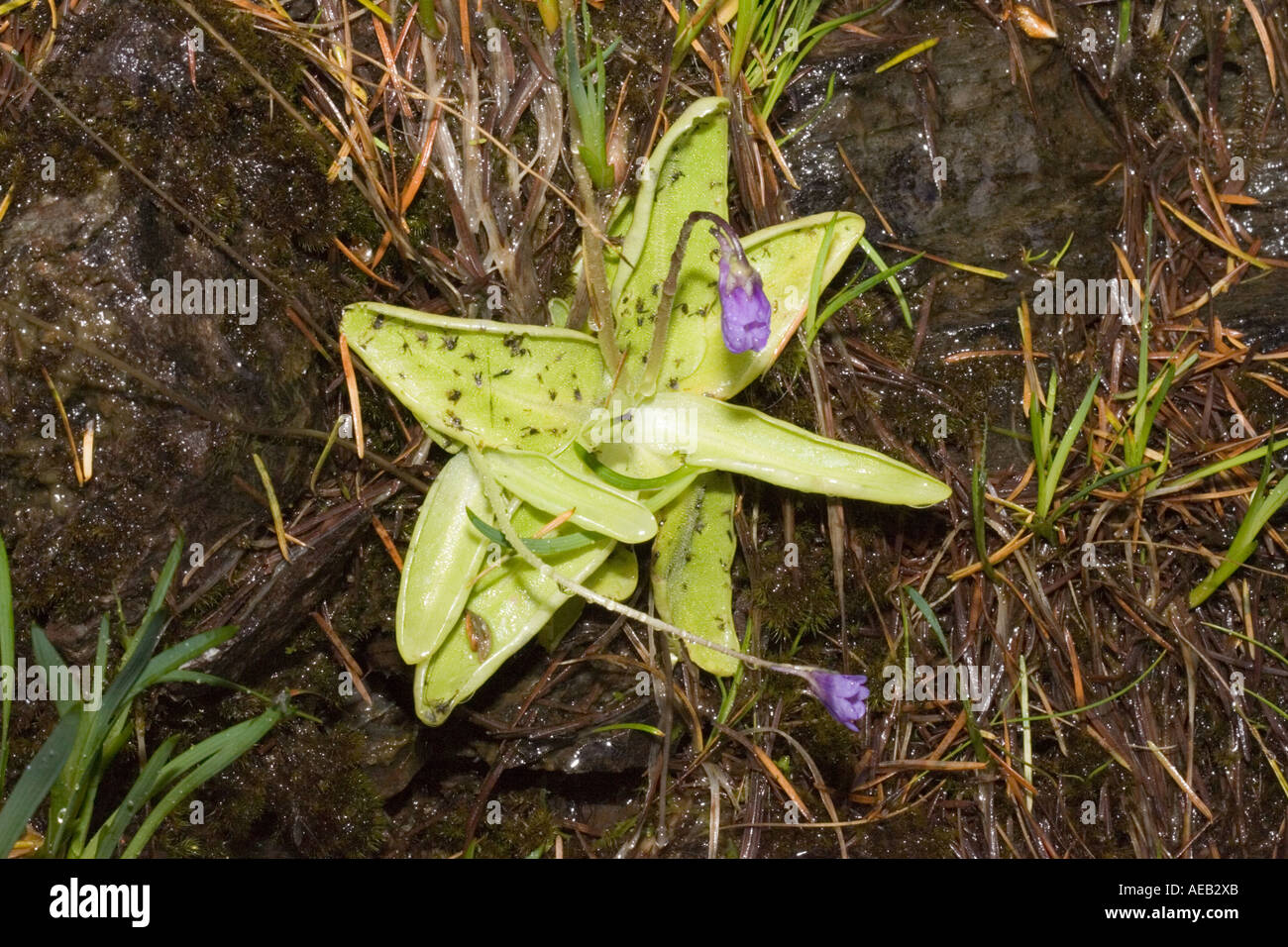 Butterwort Pinguicula vulgaris an inconspicous insectivorous plant in flower Ben Eighe National
