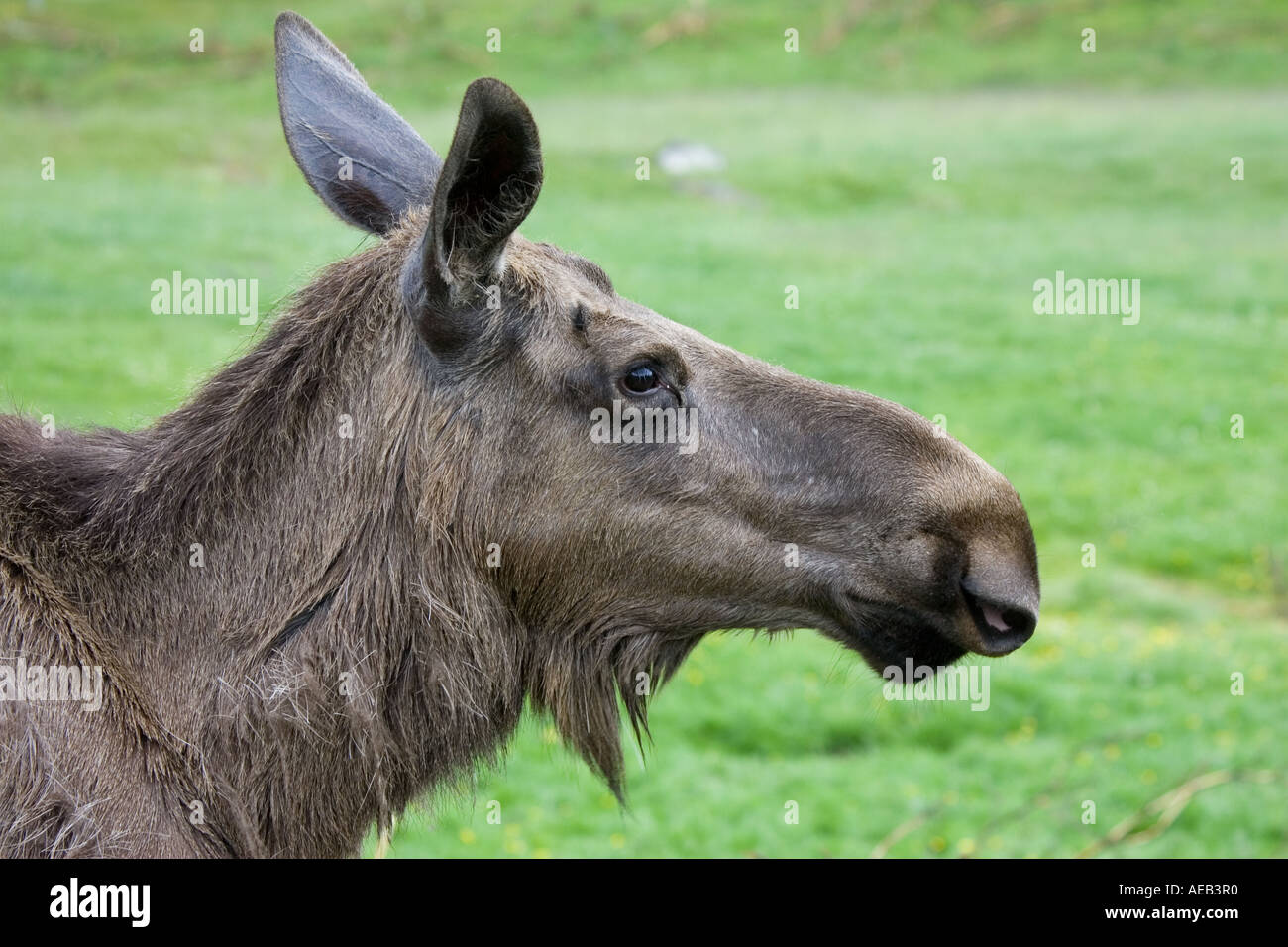 Head of European elk Alces alces alces Highland Wildlife Park Scotland Stock Photo