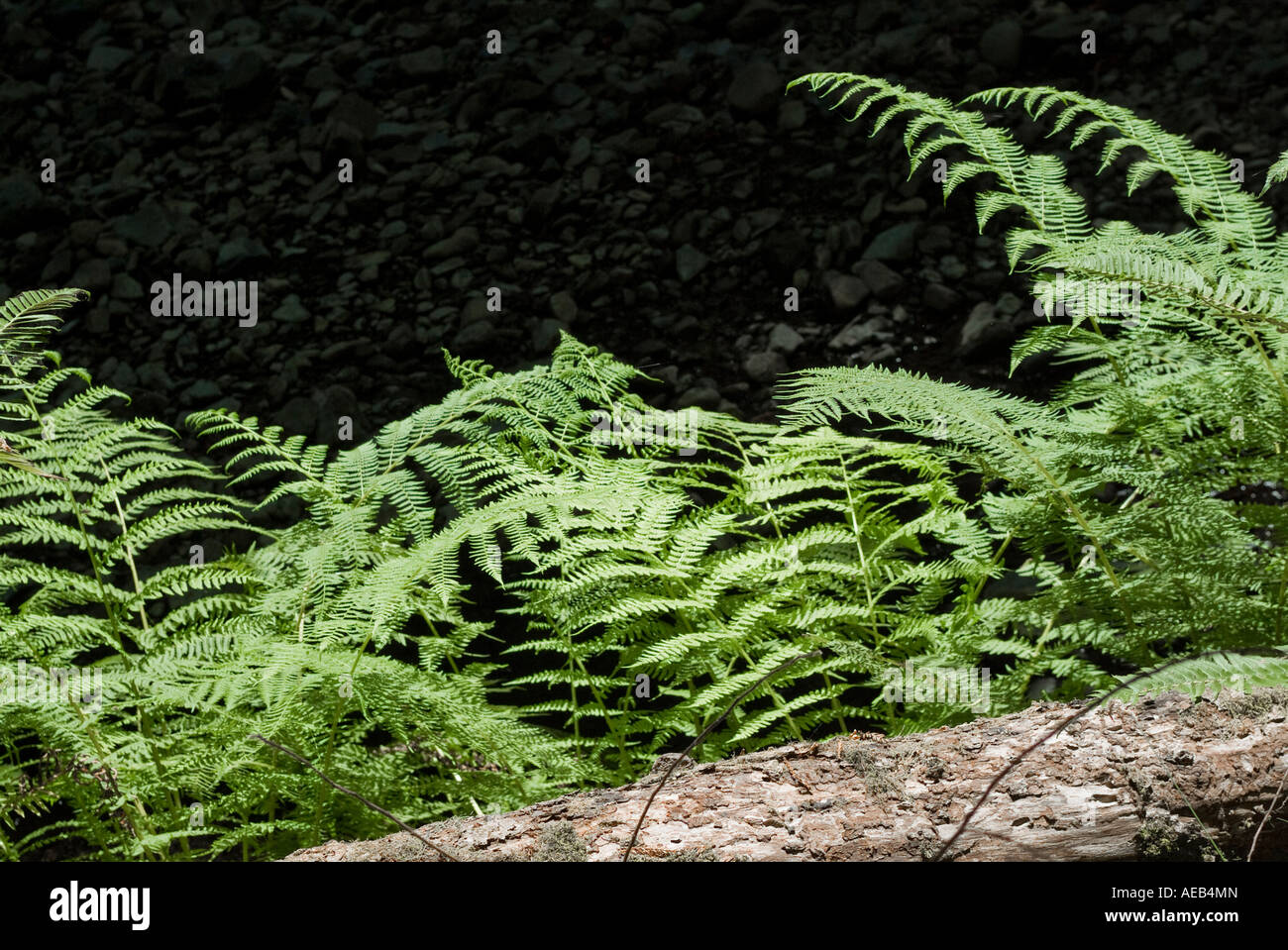 Leafy ferns hi-res stock photography and images - Alamy