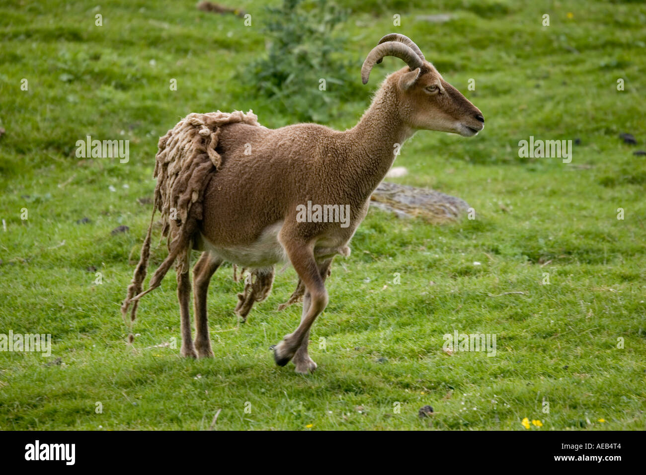 Soay sheep Ovis aries aries soay shedding fleece Highland Wildlife Park Scotland UK Stock Photo