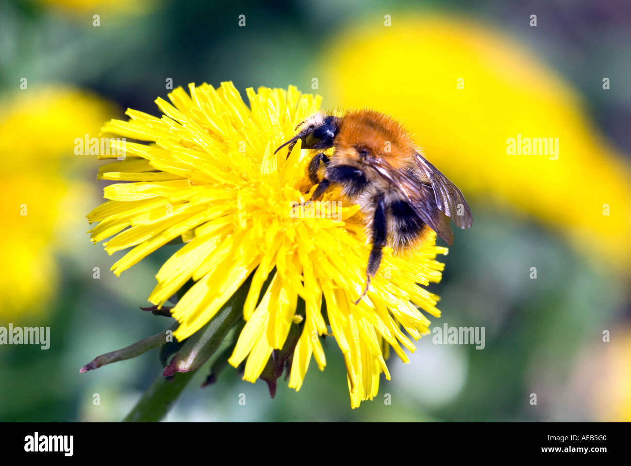 bumble-bee bumblebee bumble bees on a dandelion flower blossom bloom blooming plant spring suck nectar proboscis insect Stock Photo