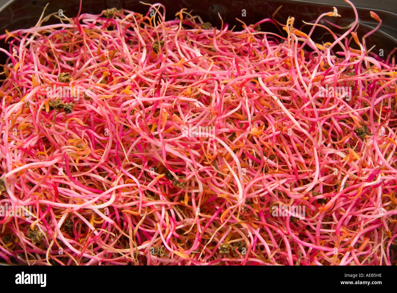natural ROSABI SPROUTS seed is going out NEW FOOD beetroot red beet SALAD meal modern black bowl Stock Photo