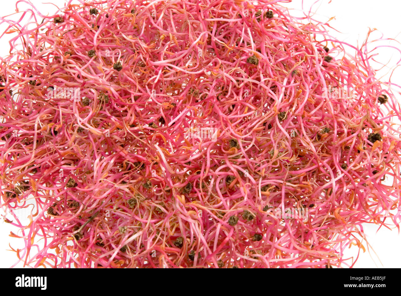 natural ROSABI SPROUTS seed is going out NEW FOOD beetroot red beet SALAD meal modern Stock Photo