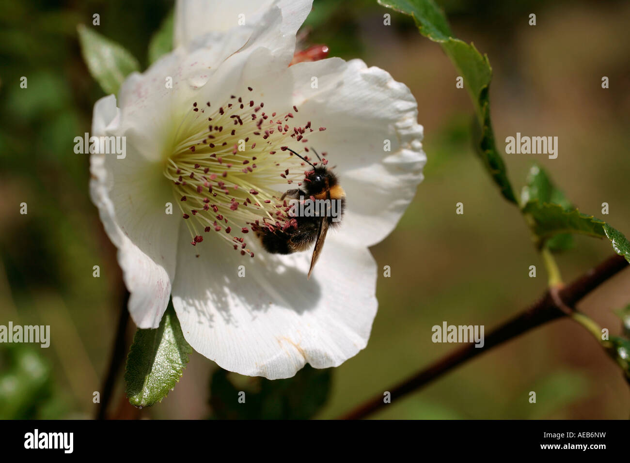 Bee gathering nectar in the white flower of the Eucryphia glutinosa in late summer Stock Photo