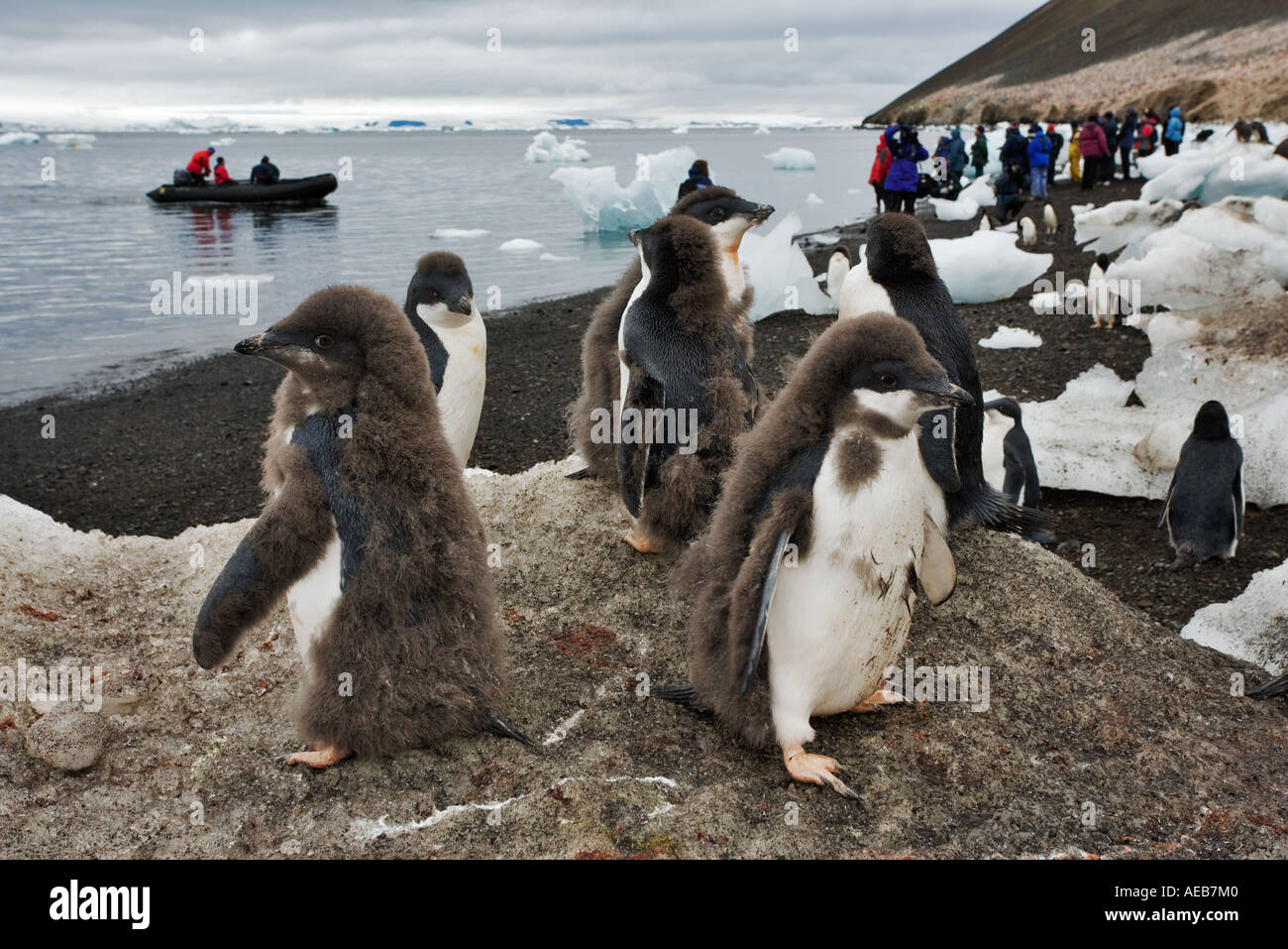 Adelie Penguin (Pygoscelis adeliae) on pack ice viewed by tourists Antarctica Stock Photo
