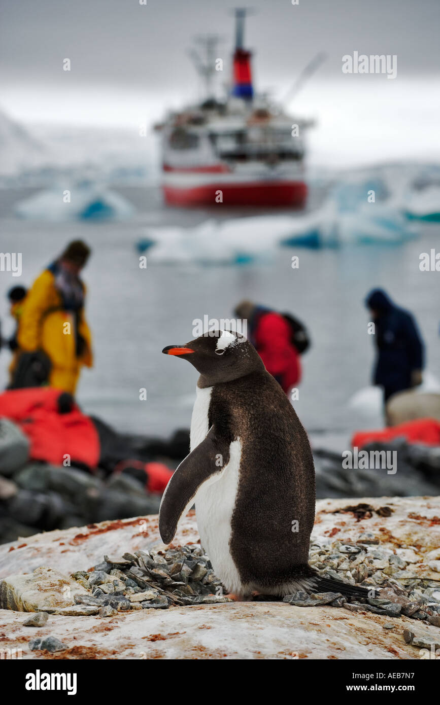 Gentoo Penguins Pygoscelis papua with Tourist landing in zodiacs near penguin breeding grounds with cruise ship in background. Stock Photo