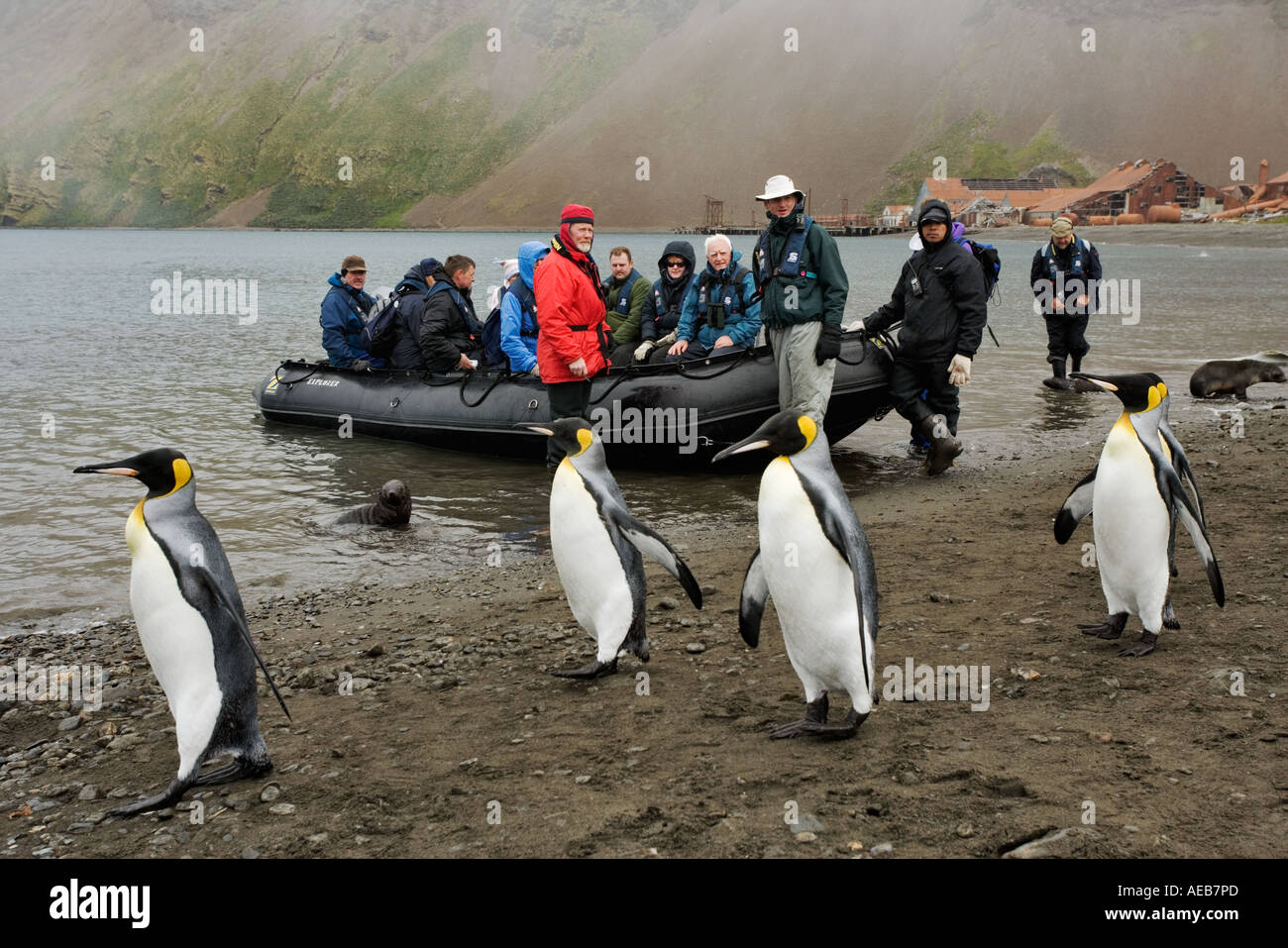 Tourists in a zodiac landing on South Georgia Island with King Penguins on beach. Stock Photo