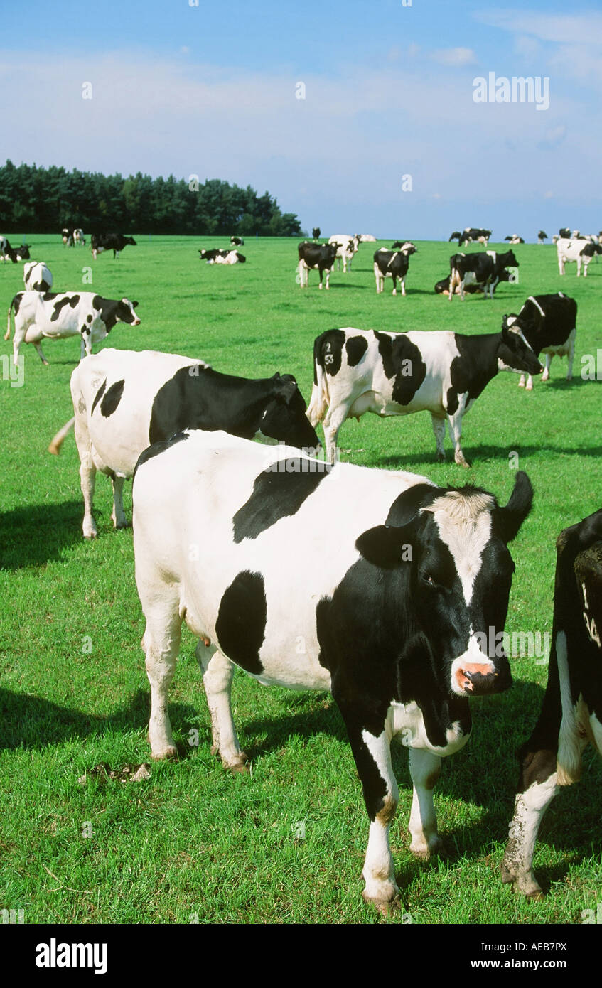 White cows in field yorkshire hi-res stock photography and images - Alamy