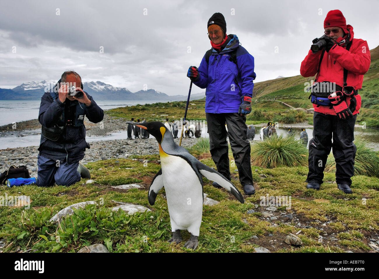 King (Aptenodytes patagonicus) penguins being photographed South Georgia Island Stock Photo