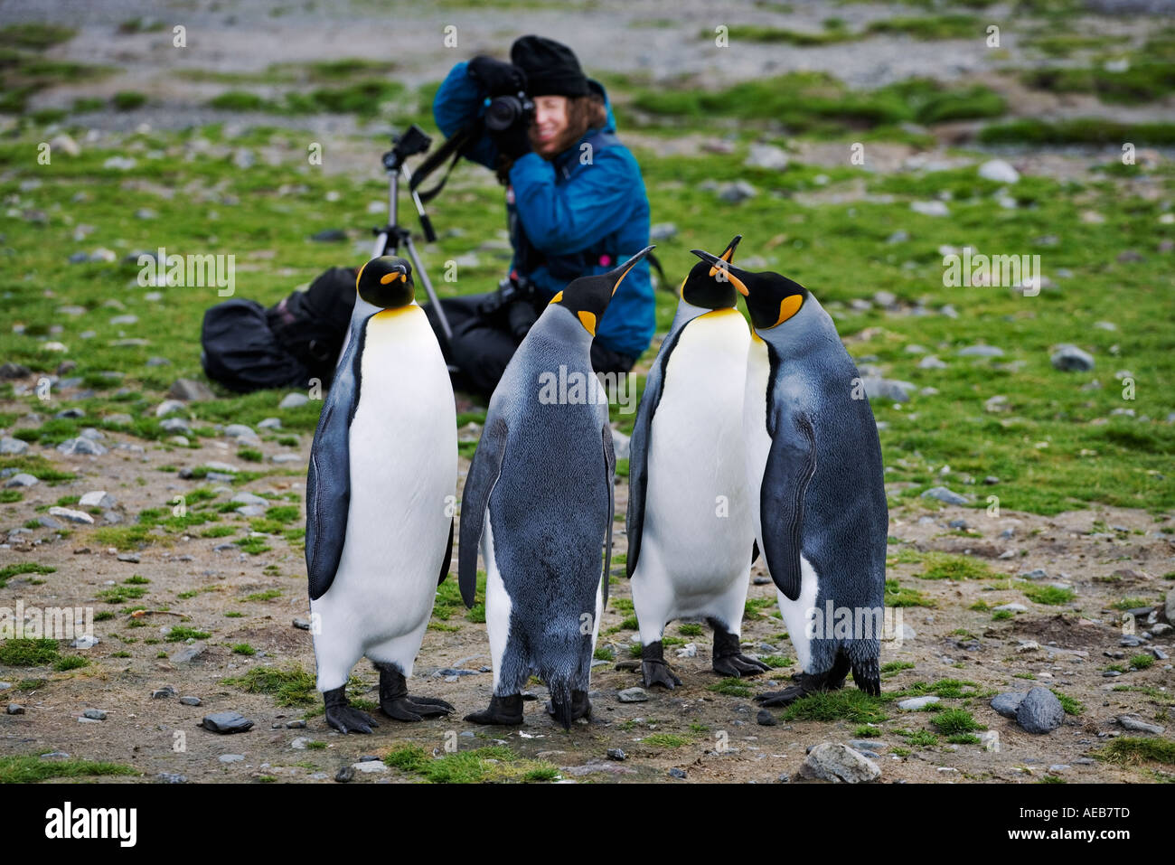 King (Aptenodytes patagonicus) penguins being photographed South Georgia Island Stock Photo