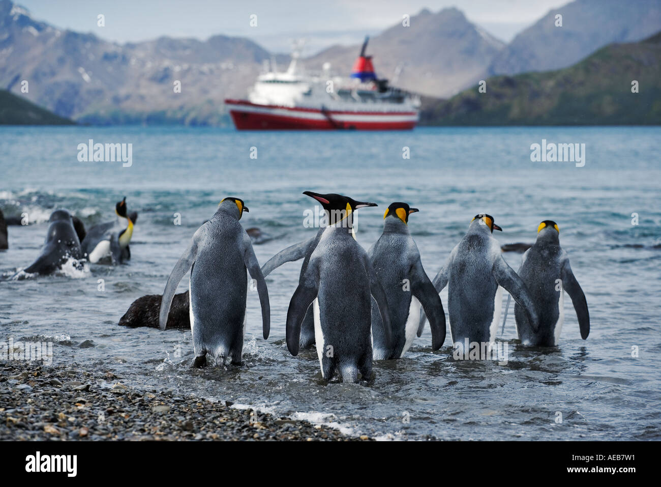 King penguins Aptenodytes patagonicus with cruise ship in background. South Georgia Stock Photo