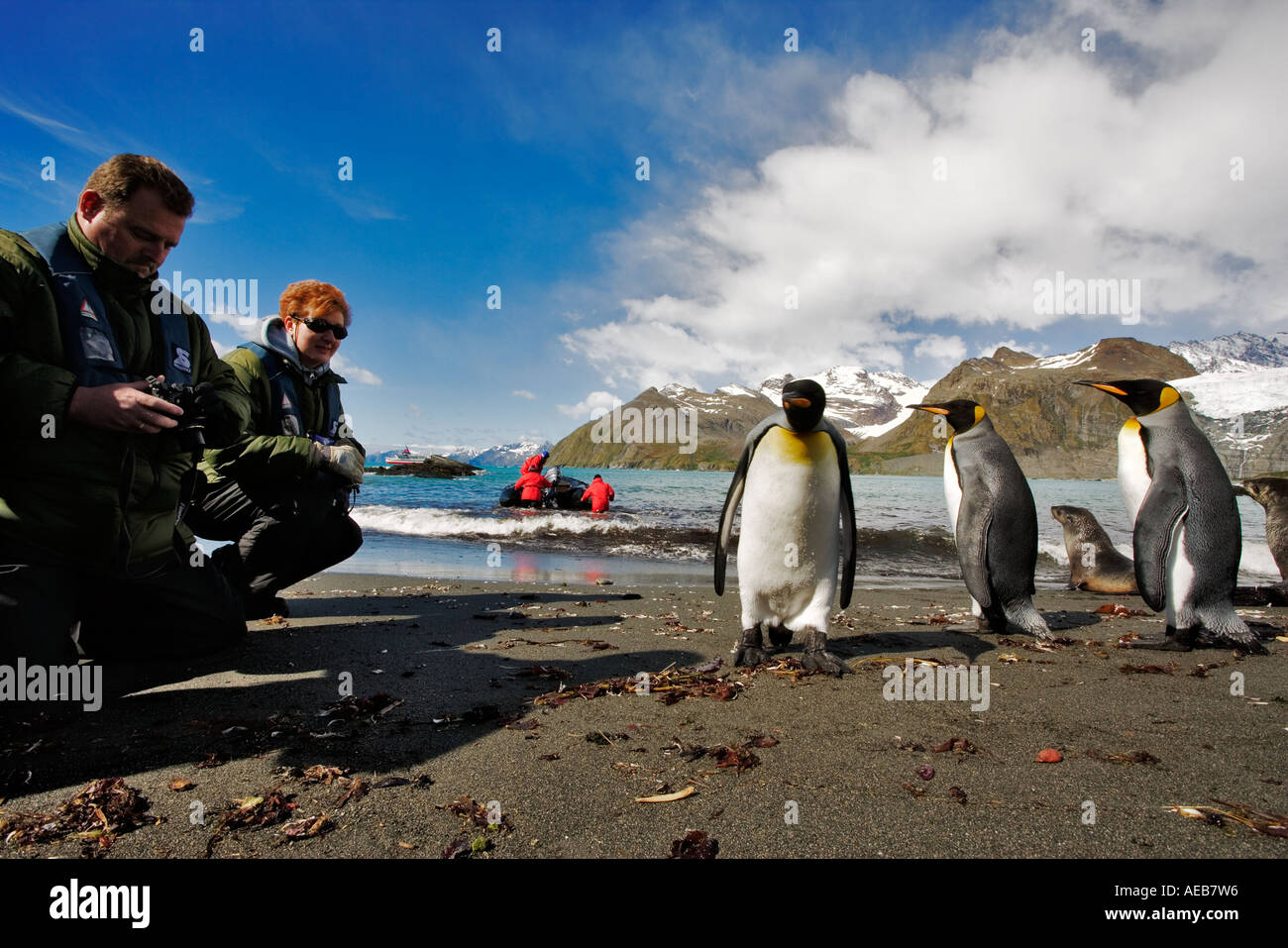 King penguins Aptenodytes patagonicus being photographed by tourists South Georgia. Dist Subantarctic Islands Stock Photo
