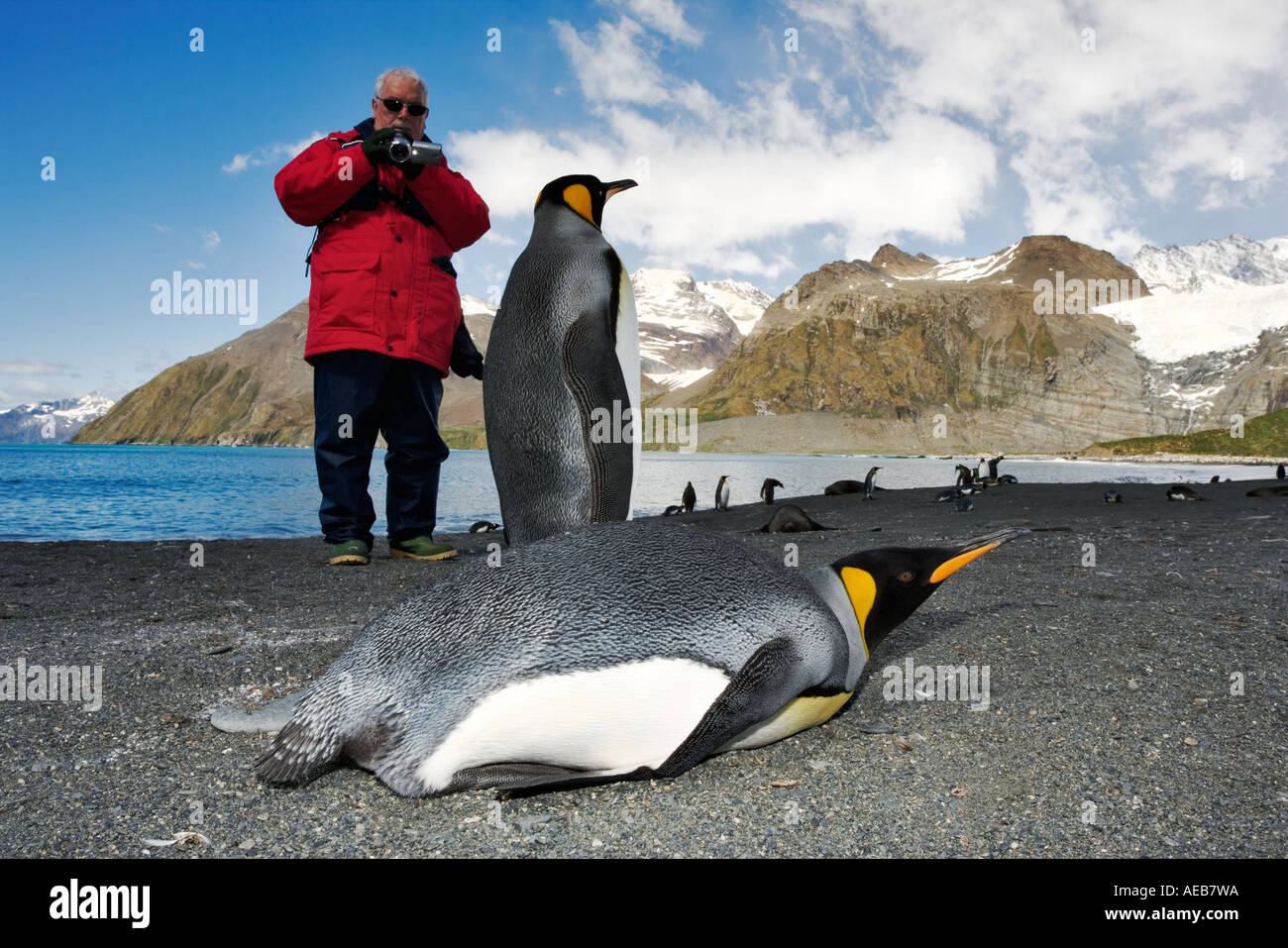King penguins Aptenodytes patagonicus being photographed by tourists South Georgia. Dist Subantarctic Islands Stock Photo