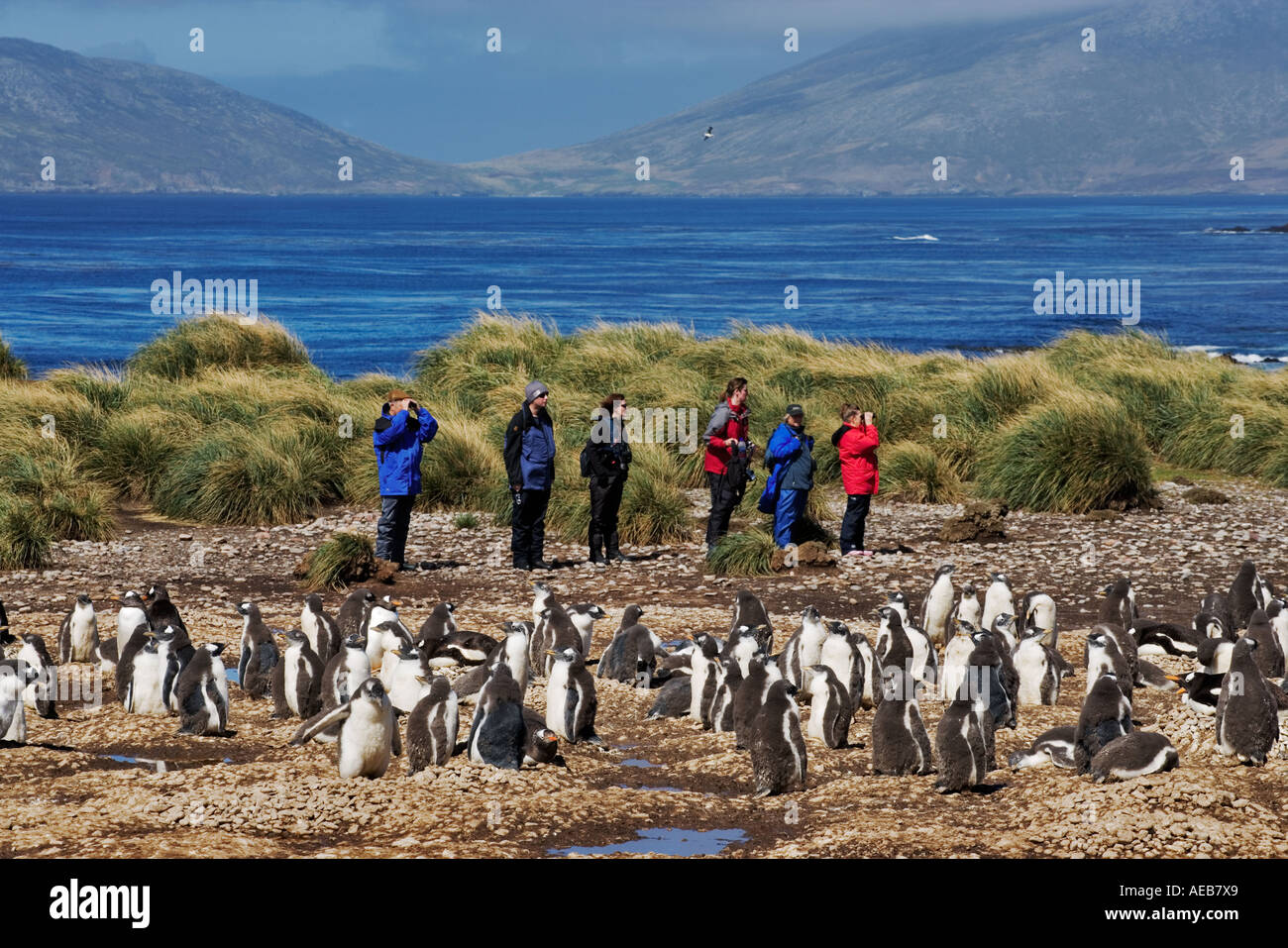 Gentoo Penguins (Pygoscelis papua) with tourists  photographing them in background Falkland Islands Stock Photo