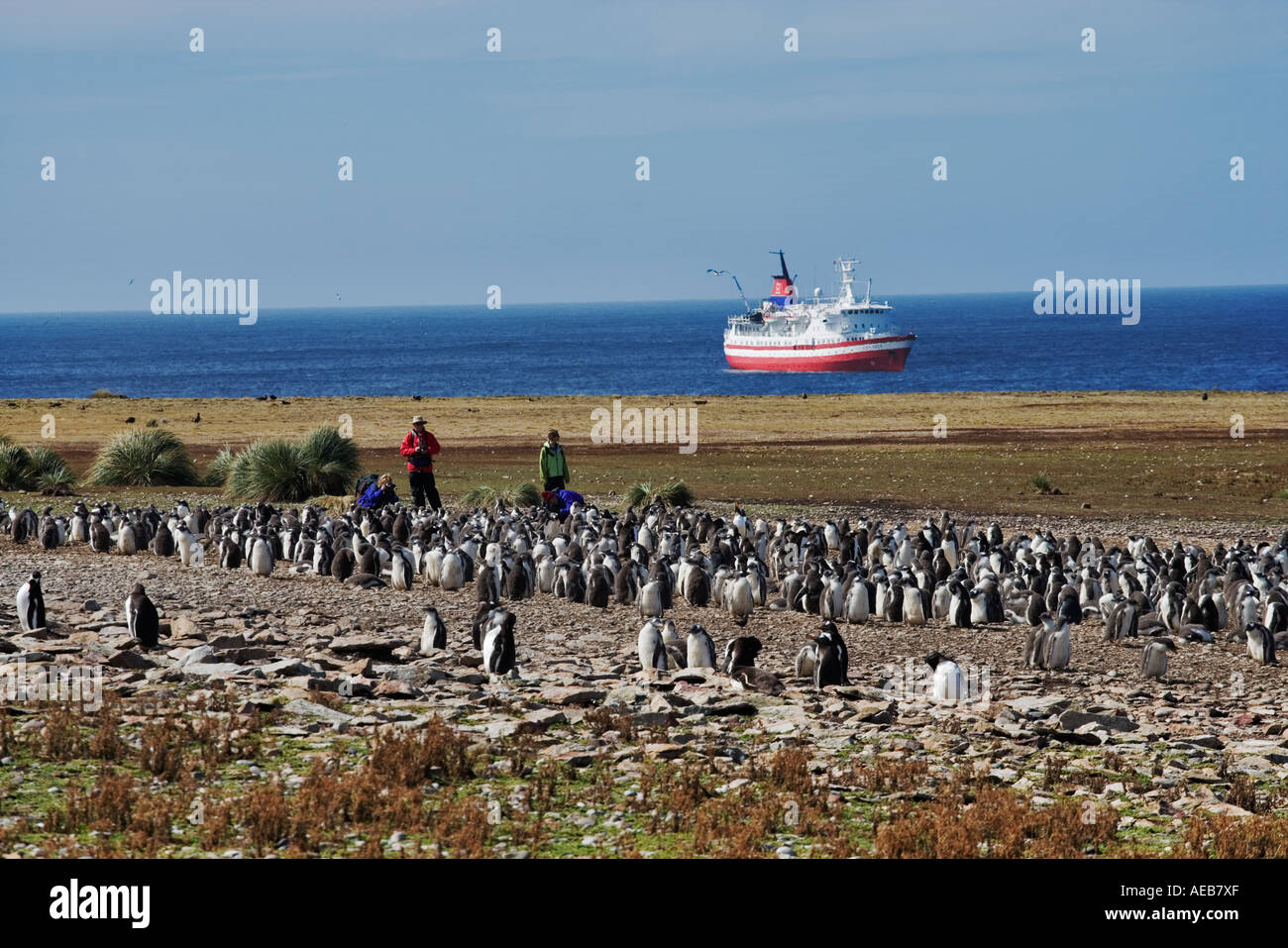 Gentoo Penguins Pygoscelis papua with tourists photographing them Falkland Island Dist Subantarctic Islands Stock Photo