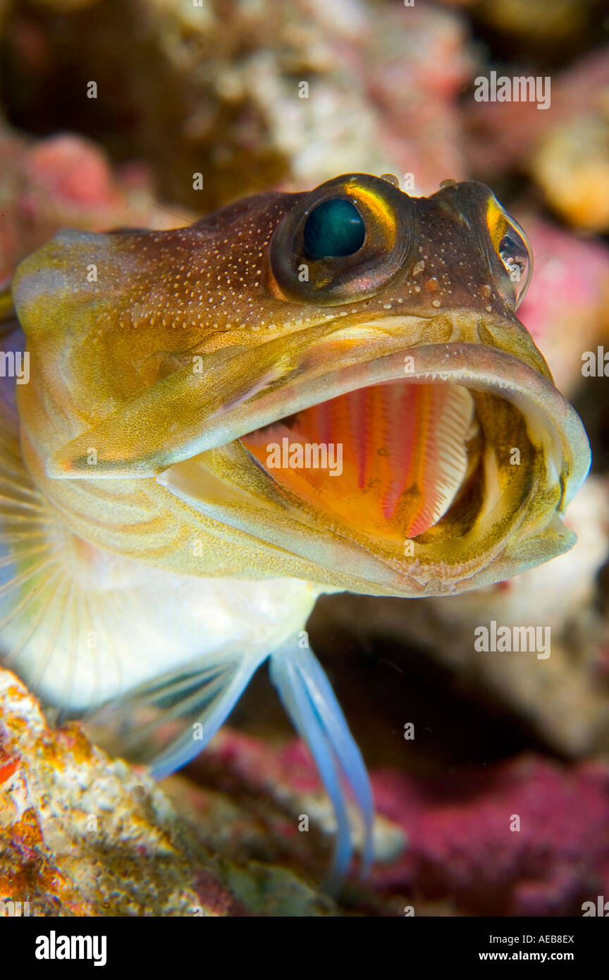Large jawfish cleaning its burrow near Rinca Island Komodo Indonesia ...