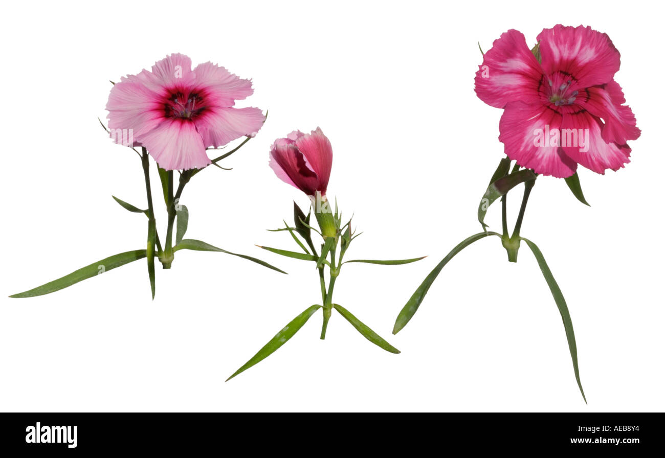 Dianthus, Carnation Cherry Magic Varieties Surrey England June Stock