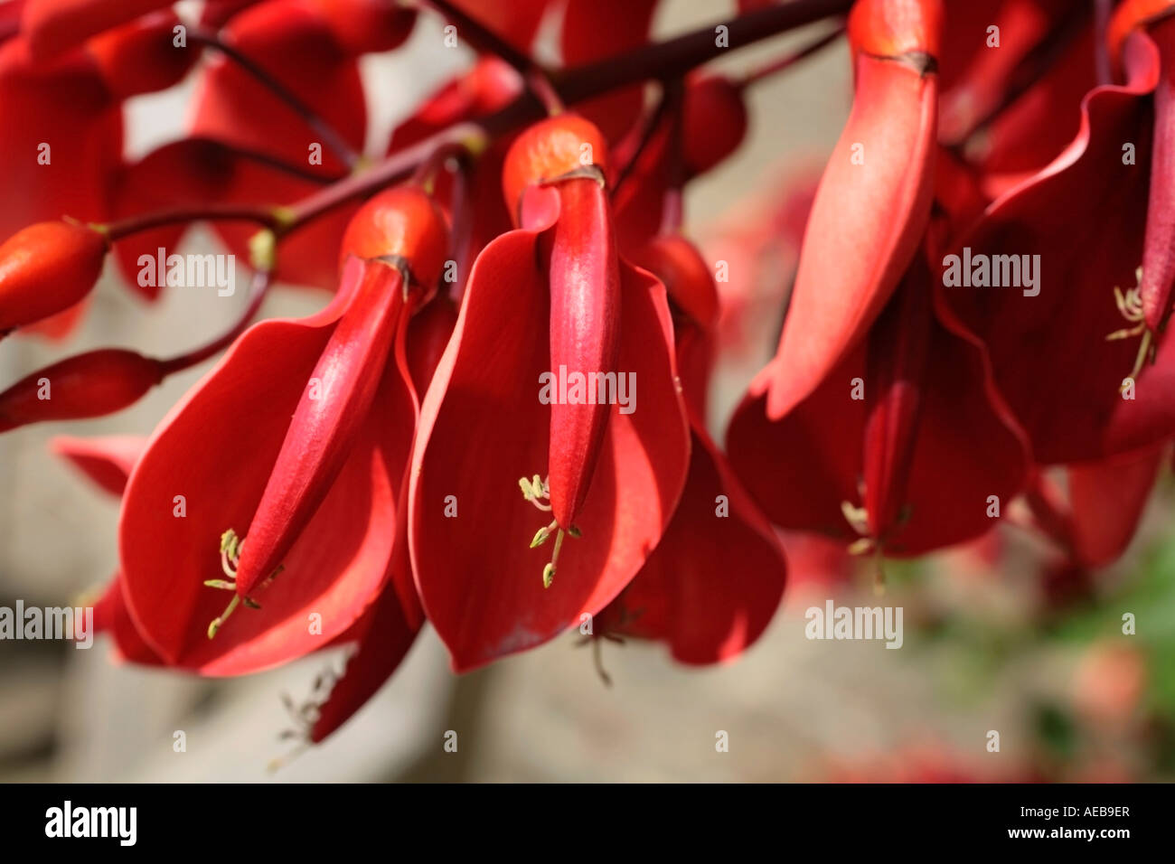 Flowers of the Cockspur Coral tree (Erythrina crista-galli 'Compacta') in bloom in late Summer Stock Photo