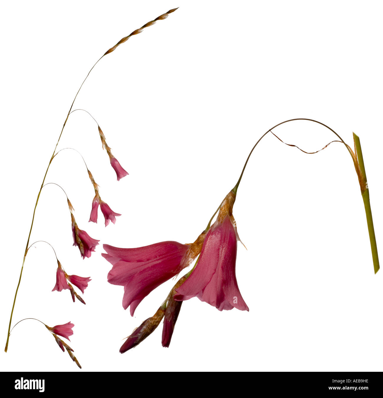 Angel’s fishing rod plant Cut Out Stock Images & Pictures Alamy