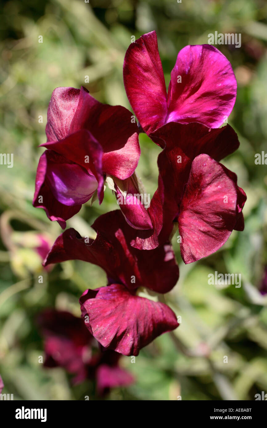 Close up of  Sweet Pea 'Beaujolais' (Lathyrus odoratus) in bloom in summer Stock Photo