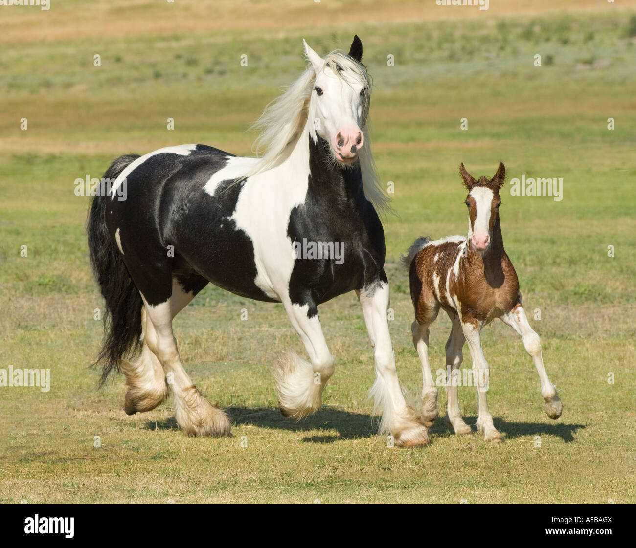Gypsy Vanner Horse mare with foal Stock Photo