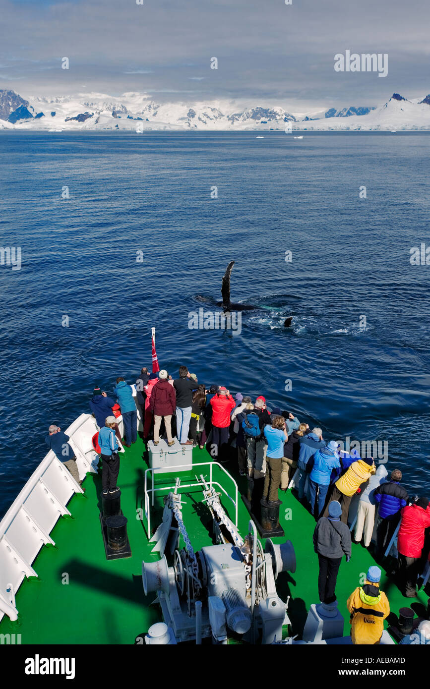 Tourists watching and photographing a whale. Antarctica Stock Photo