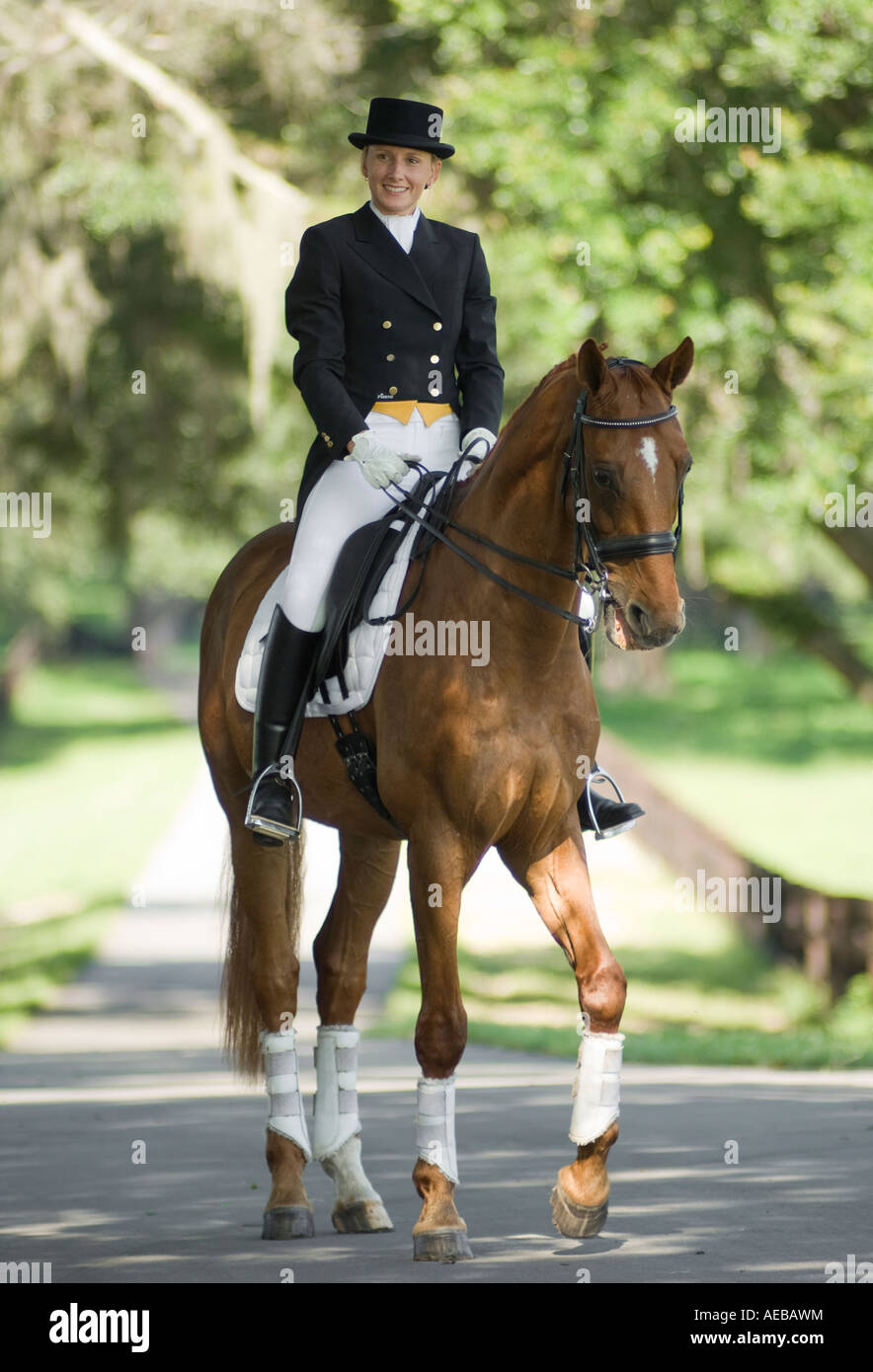 Woman in dressage costume with Warmblood horse Stock Photo - Alamy