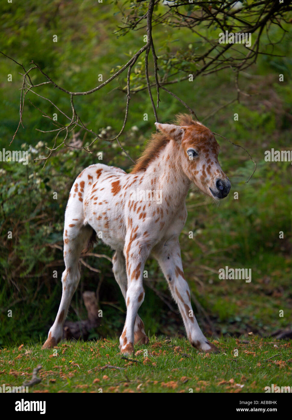 Appaloosa foal hi-res stock photography and images - Alamy