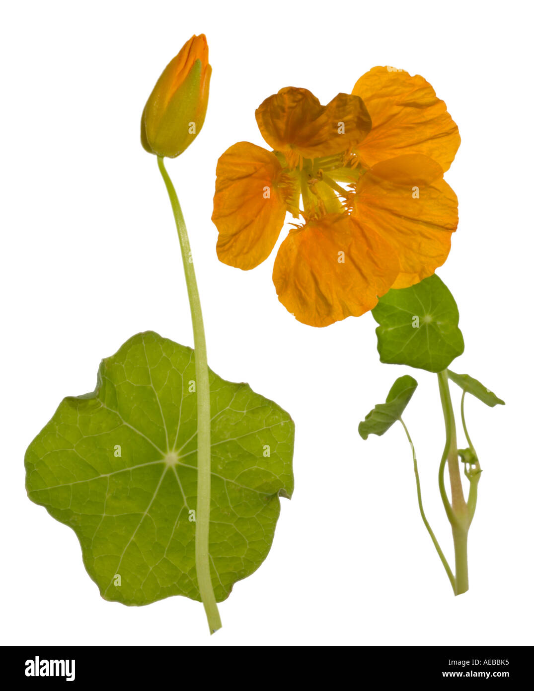 Nasturtium, Tropaeolum cutout. Flowerhead leaf bud Surrey England June Stock Photo