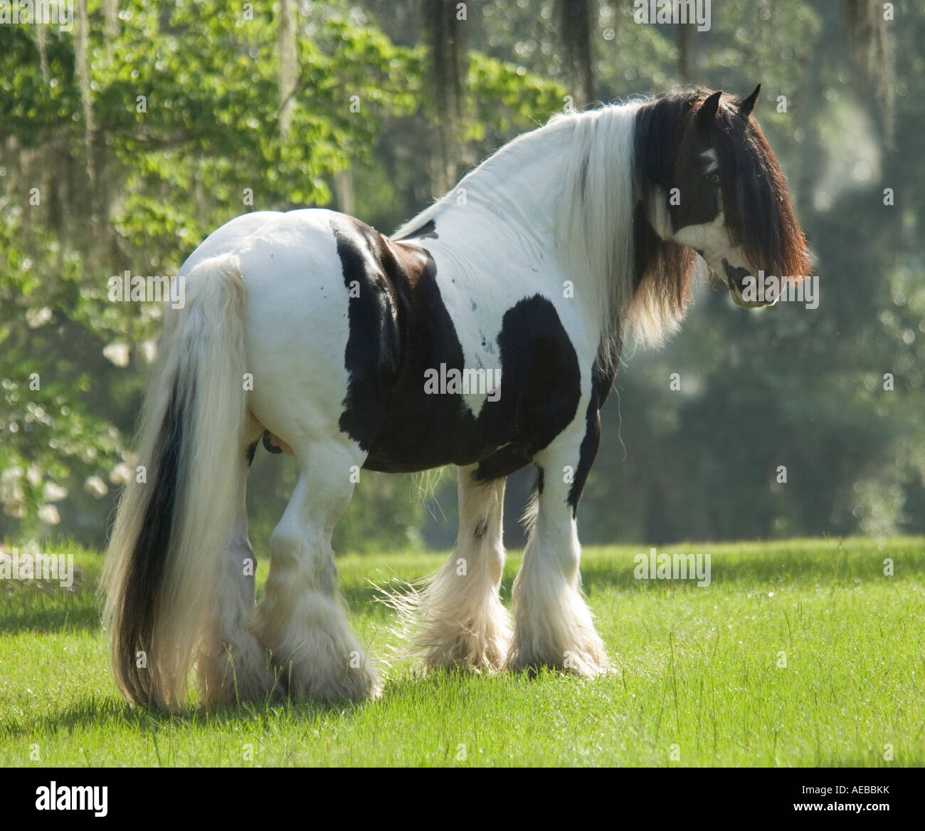 Gypsy Vanner Horse stallion Stock Photo