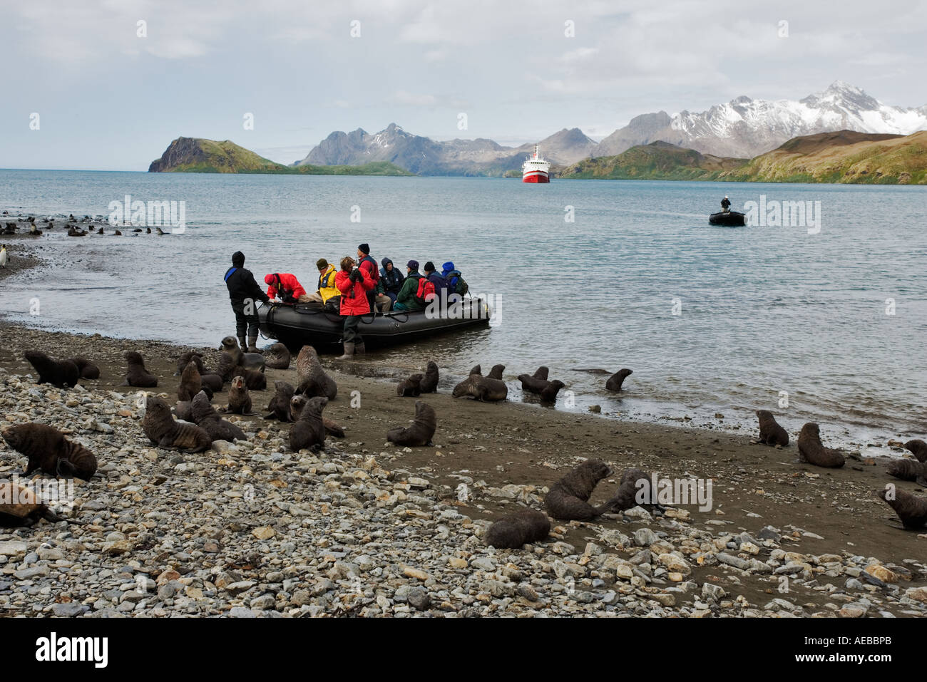 Antarctic fur seals and tourists in zodiac with cruise ship  G A P Adventure M S Explorer in background. South Georgia Island Stock Photo