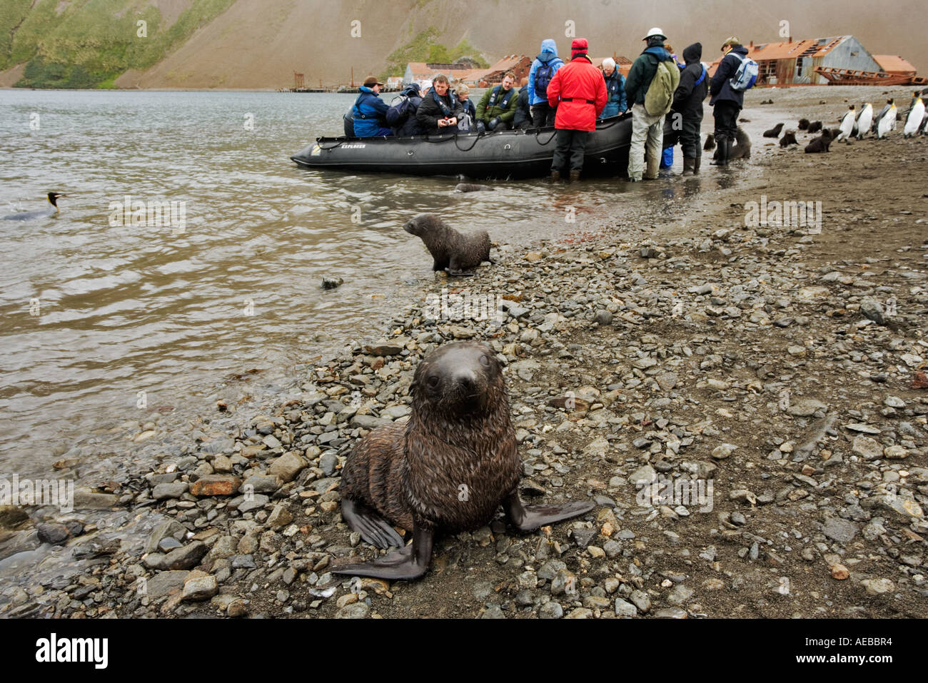 Tourist landing in zodiac near antarctic fur seals South Georgia Island Stock Photo