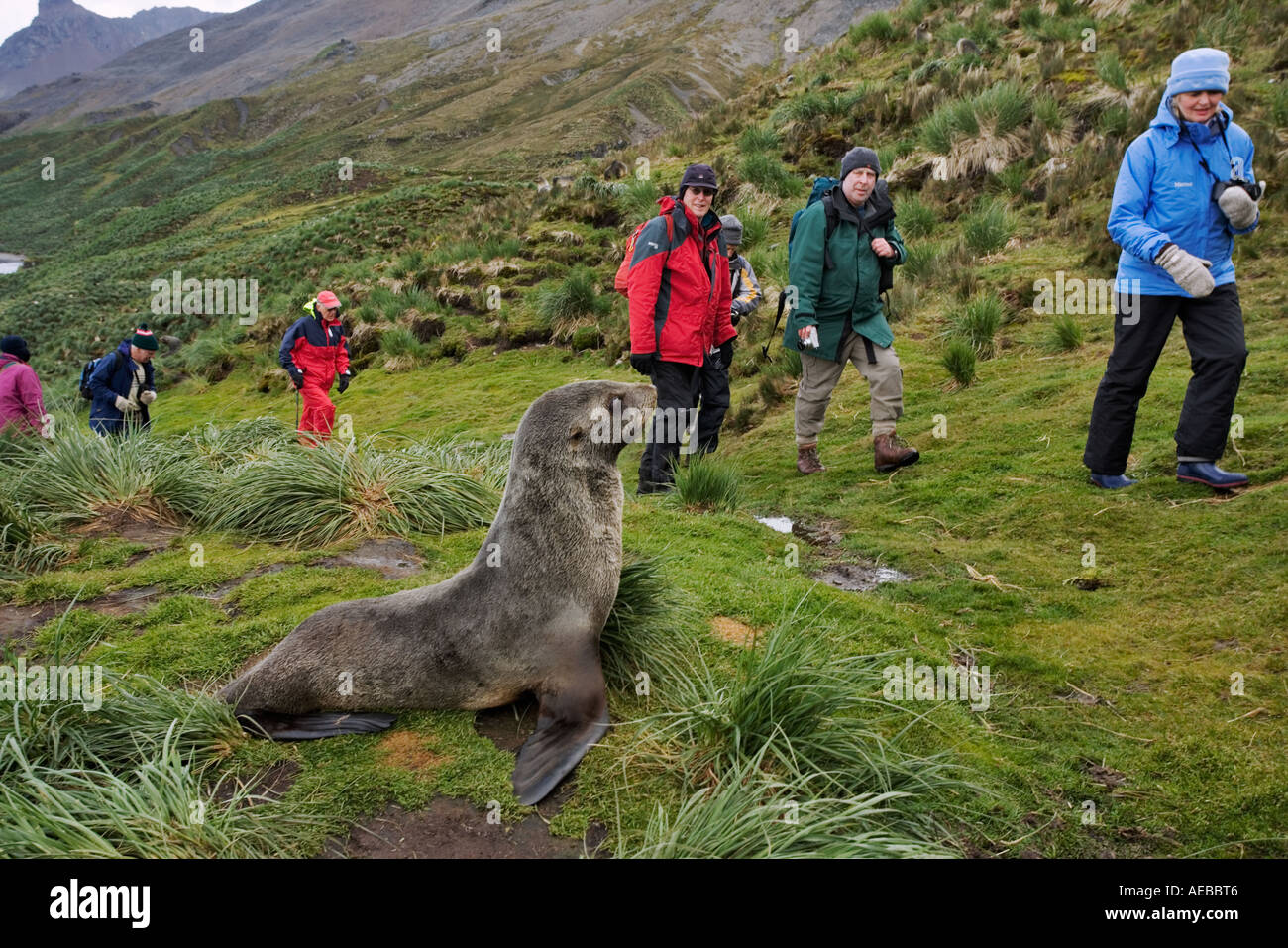 Tourists on Shackletons trail viewing seals. South Georgia Island Stock Photo