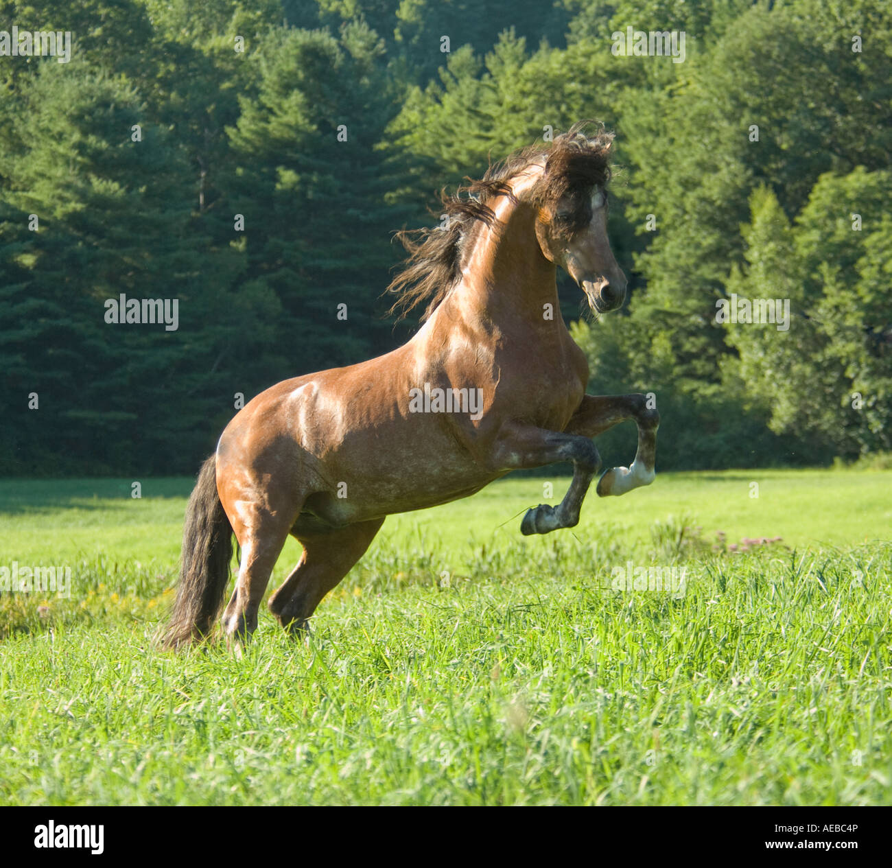 Andalusian horse stallion leaps into action Stock Photo