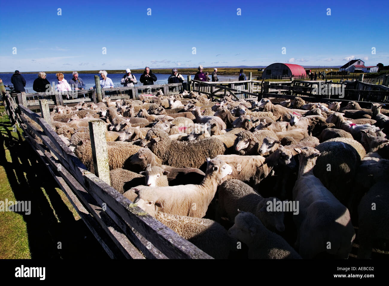Sheep farming Falklands Islands Stock Photo Alamy