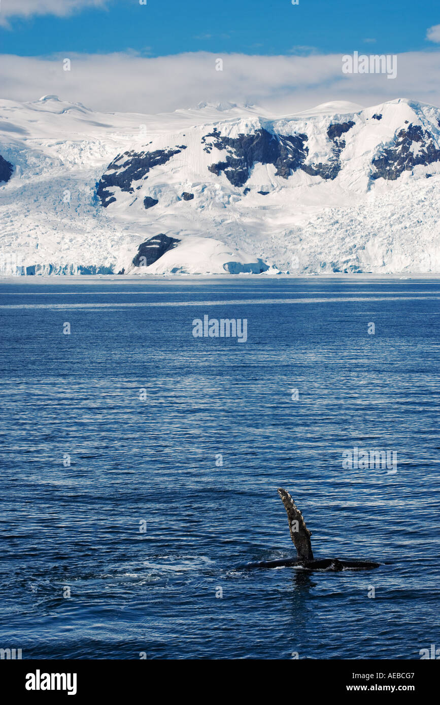 Hump backed Whale tail in Antarctic Ocean with shore in background Stock Photo
